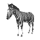 zebra