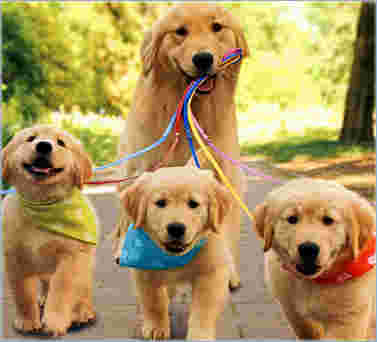 dogs