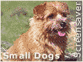 small dogs