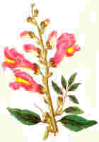 snap dragon