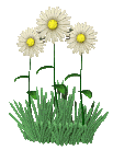 Daisy's blowing wild