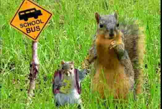 squirrels joke
